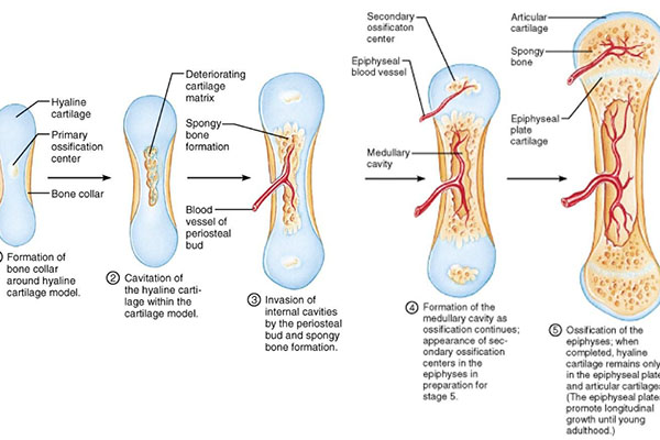 find-out-more-about-bone-formation-and-growth-1